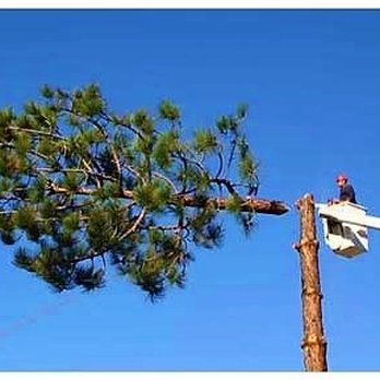 American Tree Service - who said work isn't fun - Tree Services Near Me - Lake Worth, Florida American Tree Service - who said work isn't fun - Tree Services Near Me - Lake Worth, Florida