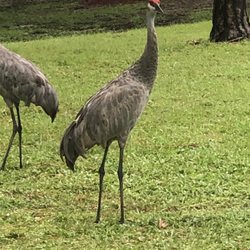 Whispering Pines Community Park - Sandhill cranes