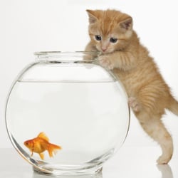 Stars Pet Sitting Service
