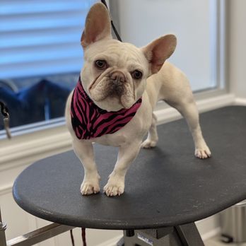 Studio Paws - My dog - Pet Groomers Near Me - Lindenhurst, New York