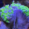 1st Class Aquarium gift card