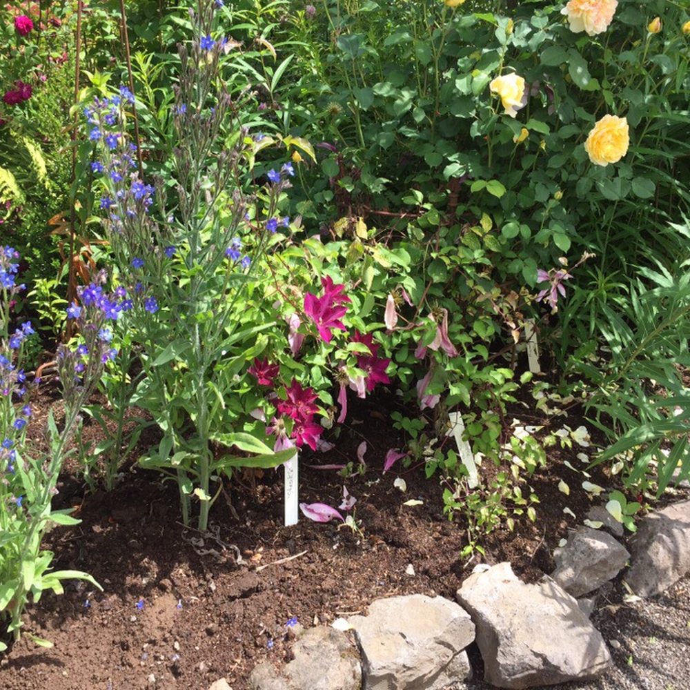Rogerson Clematis Garden - Botanical Gardens Near Me - West Linn, Oregon
