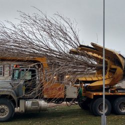 Trees On The Move - Moving 30 foot Fallgold Ash
