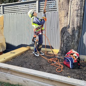 Triple A Tree Service - One of our best climbers - Tree Services Near Me - Greensboro, North Carolina Triple A Tree Service - One of our best climbers - Tree Services Near Me - Greensboro, North Carolina