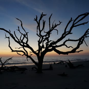 Driftwood Beach - Sunrise - Beaches Near Me - Jekyll Island, Georgia