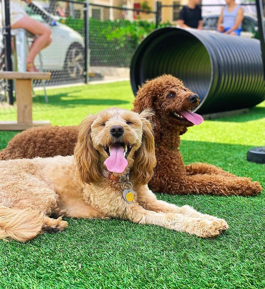 BARKHAUS DOG DAYCARE 529 East Howell Ave, Alexandria, Virginia Pet