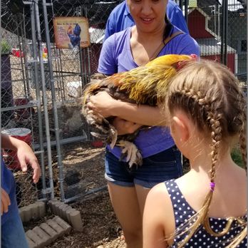 Serenity Sprouts - Pet rooster intake and adoption. - Livestock Feed & Supply Near Me