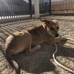 Animal Humane New Mexico