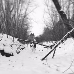 Running at Battle Creek dog park.