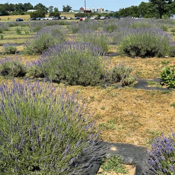 Seven Oaks Lavender Farm - Flowers & Gifts Near Me - Catlett, Virginia Seven Oaks Lavender Farm - Flowers & Gifts Near Me - Catlett, Virginia