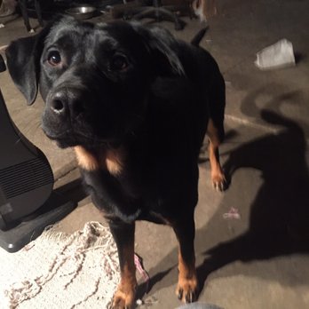 Reach Rescue - Animal Shelters Near Me - Mundelein, Illinois
