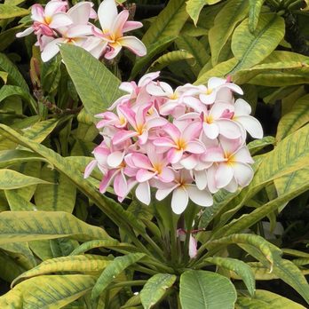 Aston Kaanapali Shores - Love the plumeria - Hotels Near Me - Lahaina, Hawaii
