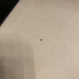 COCKROACHES COCKROACHES