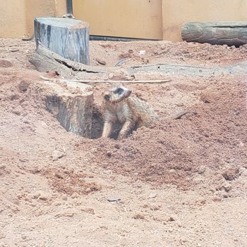 Zoo Miami - Meerkat - Zoos Near Me - Miami, Florida Zoo Miami - Meerkat - Zoos Near Me - Miami, Florida