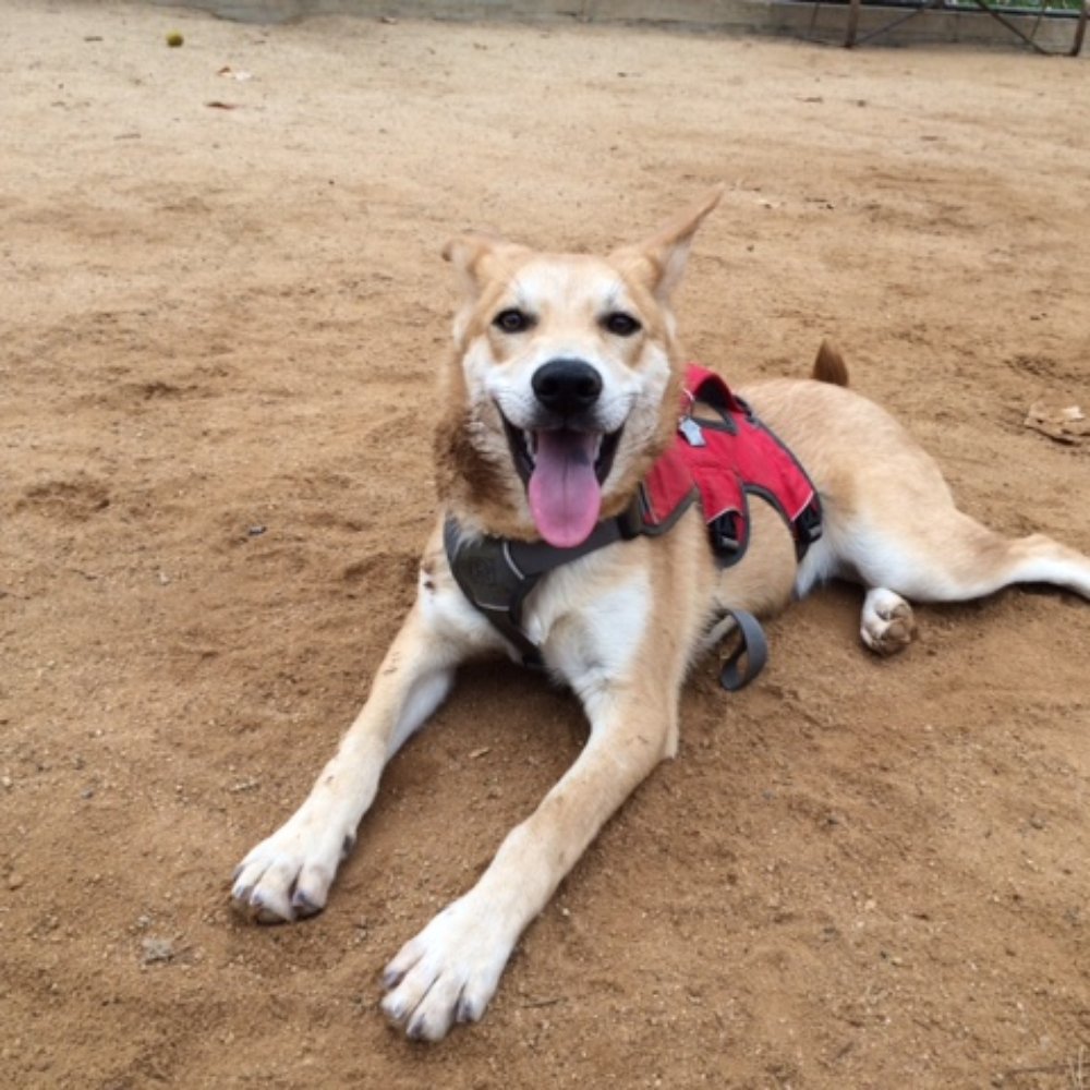Adventure Dog LA - Our Kuwa, happy after hangin' with William! - Dog Walkers Near Me - Pasadena, California Adventure Dog LA - Our Kuwa, happy after hangin' with William! - Dog Walkers Near Me - Pasadena, California