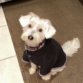 Petco - Little Miss Mina - Pet Training Near Me - Anaheim, California