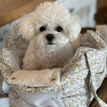 Oasis Pet Clinic - On our way to get Nana's teeth cleaned and umbilical hernia fixed! - Veterinarians Near Me - Fullerton, California Oasis Pet Clinic - On our way to get Nana's teeth cleaned and umbilical hernia fixed! - Veterinarians Near Me - Fullerton, California