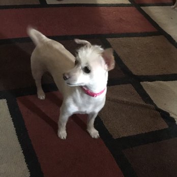 Hai Max Pet Grooming - After the cut she's like a whole new happy girl! - Pet Sitting Near Me - Louisville, Kentucky Hai Max Pet Grooming - After the cut she's like a whole new happy girl! - Pet Sitting Near Me - Louisville, Kentucky