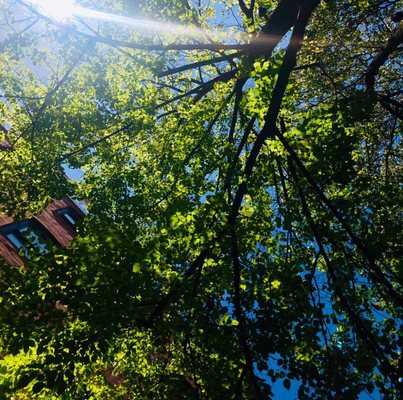 Tavern On the Square by null