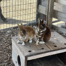 Fraser's Backyard Barnyard - More rabbits