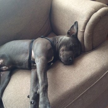 Lehigh Valley Humane Society - Zzzzzzzz - Animal Shelters Near Me - Allentown, Pennsylvania Lehigh Valley Humane Society - Zzzzzzzz - Animal Shelters Near Me - Allentown, Pennsylvania