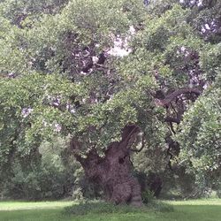 Hidden Path 2 Paradise - Beautiful giant Oak Trees all over the park.
