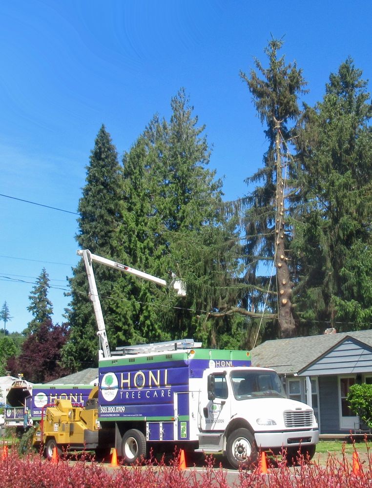 Honl Tree Care - tree service in Portland, OR