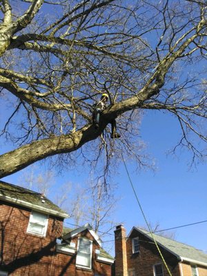 URBAN TREE FELLERS Updated July 2025 15 Photos 1560 Regent St URBAN TREE FELLERS Updated July 2025 15 Photos 1560 Regent St