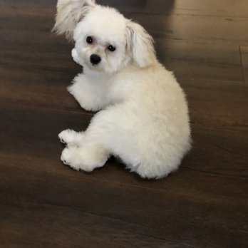 Paw Prints Salon - After- right ear Yorkshire left ear poodle. Nails and body trimmed to perfection. - Pet Groomers Near Me - Union City, California
