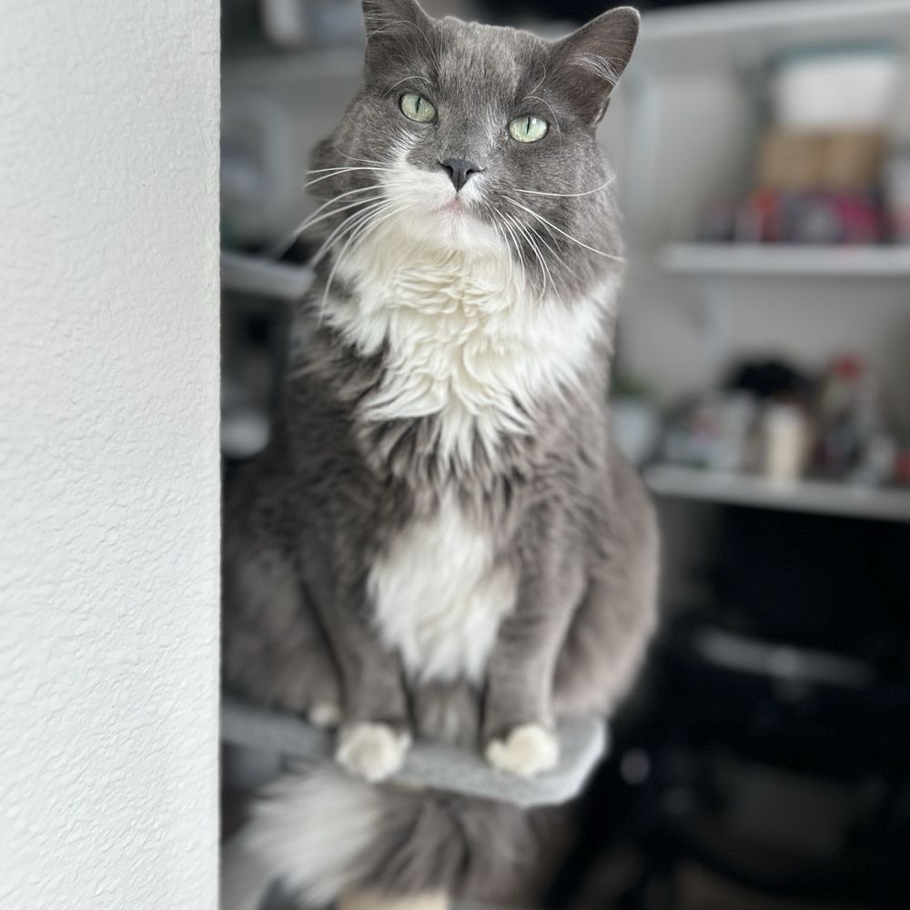 WellHaven Pet Health - Veterinarians Near Me - Lone Tree, Colorado WellHaven Pet Health - Veterinarians Near Me - Lone Tree, Colorado