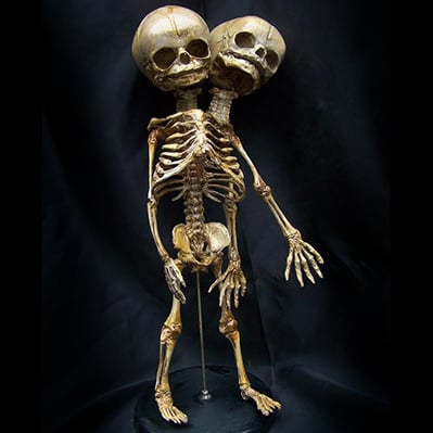 Dapper Cadaver by null