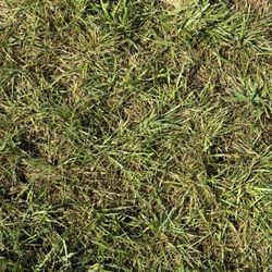 MorningStar Sod & Supply - Dead grass