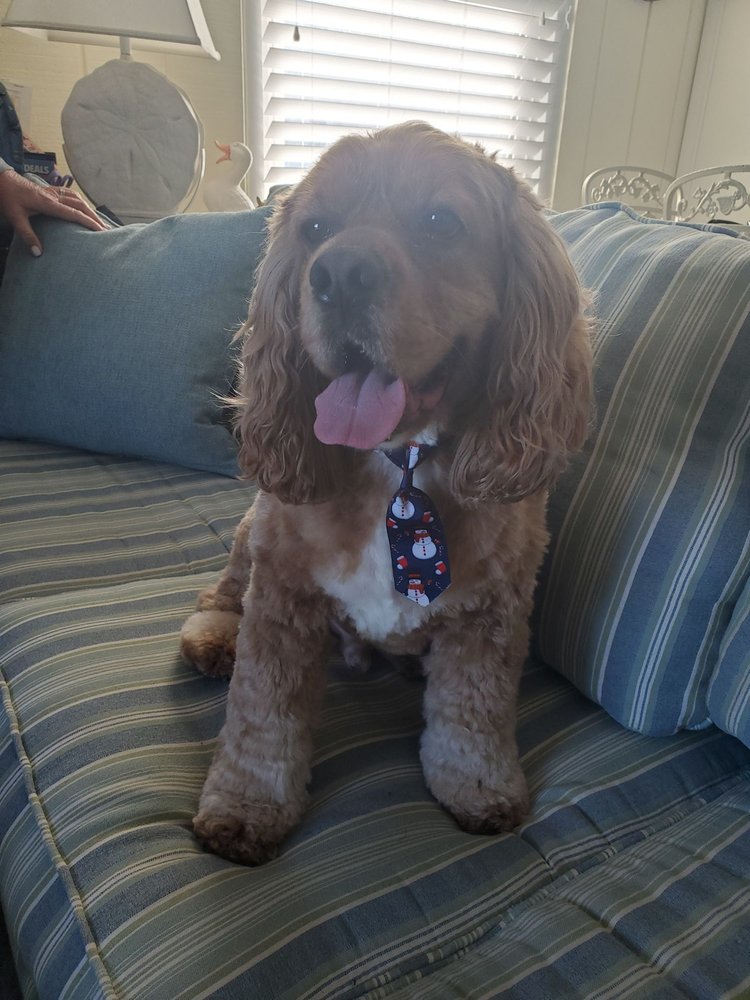 JUST FOUR PAWS Updated July 2024 10543 Ocean Gateway, Berlin