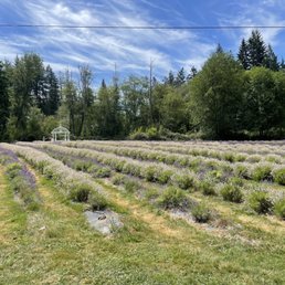 The flower field! The flower field!