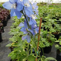Prielipp Farms - Such a beautiful flower