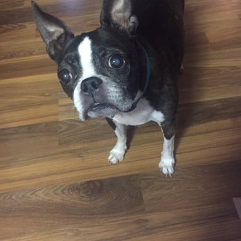 Summit Animal Hospital - Veterinarians Near Me - Summit, Illinois Summit Animal Hospital - Veterinarians Near Me - Summit, Illinois