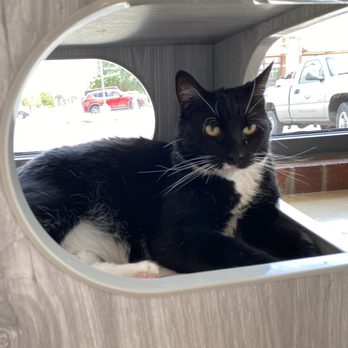 Catopia Cat Cafe - Hyunjin - Pet Adoption Near Me - Albuquerque, New Mexico
