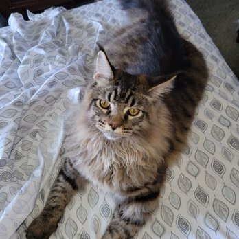 Pawfect Express Pet Spa - Phoenix after a beauty make over at Pawfect Express. - Pet Groomers Near Me - Montebello, California