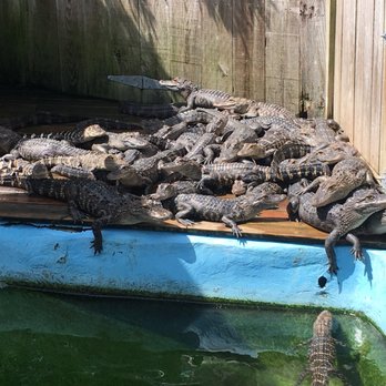 Alligator Adventure - Amusement Parks Near Me - North Myrtle Beach, South Carolina Alligator Adventure - Amusement Parks Near Me - North Myrtle Beach, South Carolina
