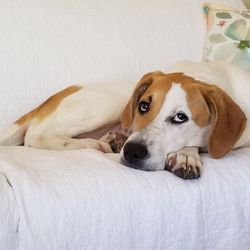 Hill Country Animal Hospital