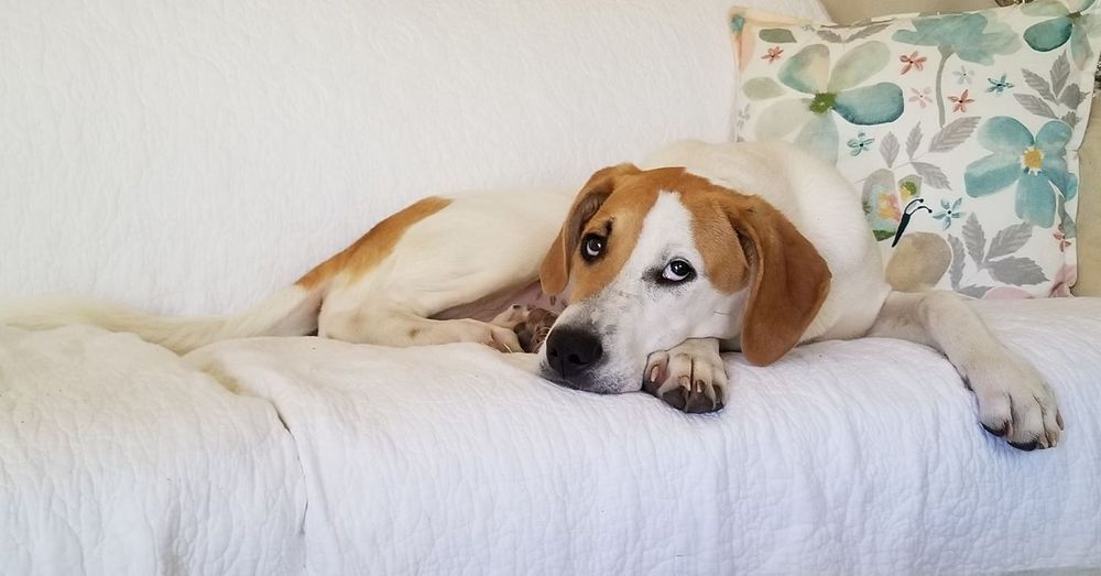 Hill Country Animal Hospital - pet boarding facility in Helotes, TX