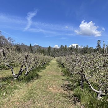 Indigeny Reserve - Orchards - Cideries Near Me - Sonora, California Indigeny Reserve - Orchards - Cideries Near Me - Sonora, California