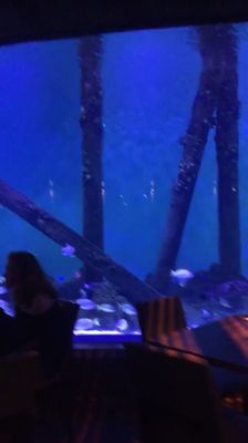 Cairns Aquarium by null