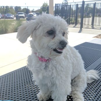 Heroes Dog Park - Coco On the picnic bench table catching some wind in her hair - Dog Parks Near Me - Murrieta, California Heroes Dog Park - Coco On the picnic bench table catching some wind in her hair - Dog Parks Near Me - Murrieta, California