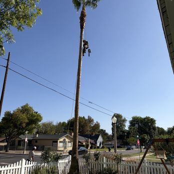 Diamond Tree Service - Tree Services Near Me Diamond Tree Service - Tree Services Near Me