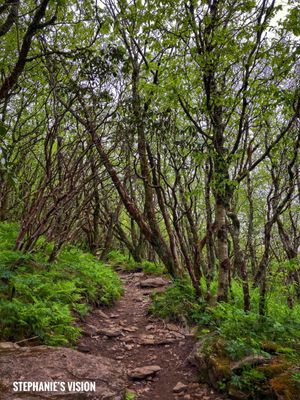Blue Ridge Parkway - Craggy Gardens Visitor Center by null