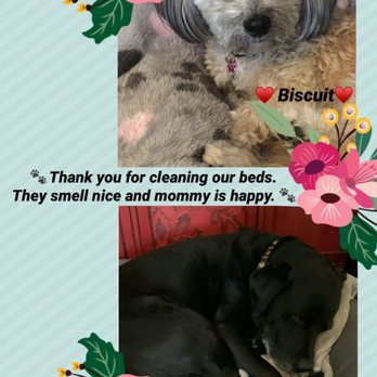 Walnut Creek Carpet Care - Biscuit and Cooper beds are cleaned... Thank you! - Carpet Cleaning Near Me - Walnut Creek, California Walnut Creek Carpet Care - Biscuit and Cooper beds are cleaned... Thank you! - Carpet Cleaning Near Me - Walnut Creek, California