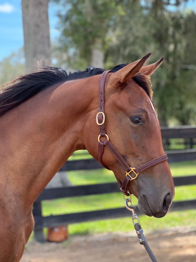 The Eagles Rest Ranch - equestrian in Hernando, FL