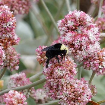 Point Arena-Stornetta Public Lands - California Bumble Bee - Hiking Near Me - Point Arena, California
