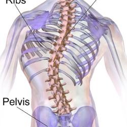 Dr. Claire DeFazio specializes in scoliosis brace for correction in children and pain management in adults.